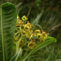 Dodonaea viscosa Jacq.
